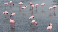 Namibia -  Lagune Walvis Bay - Flamingos
