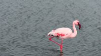 Namibia -  Lagune Walvis Bay - Flamingos