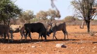 Namibia - Pirschfahrt in der Kalahari