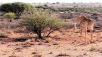 Namibia - Pirschfahrt in der Kalahari - Giraffe meets Turtle