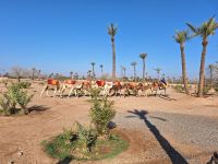 die Palmeraie, eine Palmenoase am Rande der Stadt, 20250101_113933.jpg