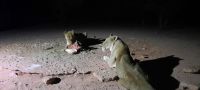 Namibia - nachts im Okonjati-Wildreservat