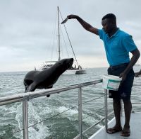 Namibia - Bootsfahrt in der Lagune Walvis Bay - fliegende Robben