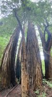 Muit Woods