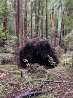 Muit Woods