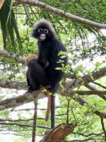 Dusky Leaf Monkey (Südlicher Brillenlangur)  mit Nachwuchs