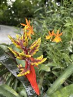 Singapur - Orchideen-Garten