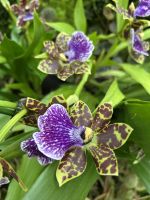 Singapur - Orchideen-Garten