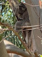 Erster Koala an der Great Ocean Road