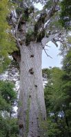 Tane Mahuta