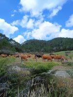 Coromandel Halbinsel