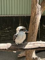 im Featherdale Wildlife Park Sydney
