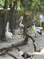 im Featherdale Wildlife Park Sydney