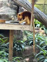 im Featherdale Wildlife Park Sydney