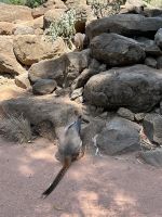 im Featherdale Wildlife Park Sydney