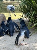 im Featherdale Wildlife Park Sydney