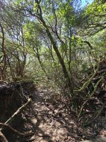 Mercedeswald, Anaga-Gebirge, Teneriffa