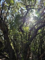 Mercedeswald, Anagagebirge, Teneriffa