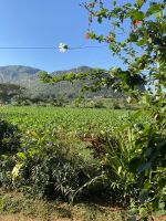 Auch Taro wächst hier gut