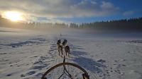 Husky - Farm