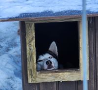 Husky Farm