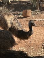 Emu-Farm im Outback