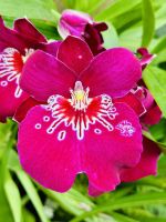 Tag 3 - Orchideen-Garten, Singapur 