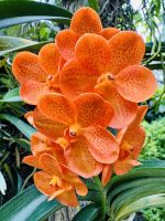 Tag 3 - Orchideen-Garten, Singapur 