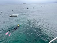 Schnorcheln am Great Barrier Reef