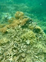 Schnorcheln am Great Barrier Reef