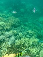 Schnorcheln am Great Barrier Reef