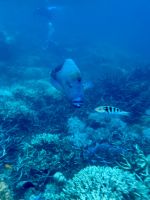 Schnorcheln am Great Barrier Reef