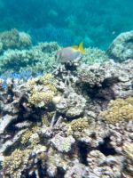 Schnorcheln am Great Barrier Reef