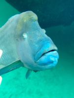 Schnorcheln am Great Barrier Reef