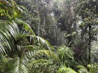 Spaziergang im Regenwald