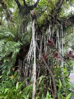 Spaziergang im Regenwald