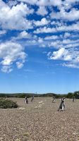 Halbinsel Valdes, Chubut, Argentina