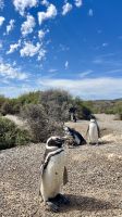 Halbinsel Valdes, Chubut, Argentina
