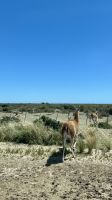 Halbinsel Valdes, Chubut, Argentina