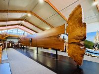 Tag 5 - Kauri Museum