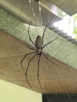 Getier des Regenwaldes 