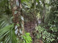 Regenwald-Spaziergang in der Mossman Gorge