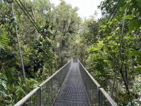 Regenwald-Spaziergang in der Mossman Gorge