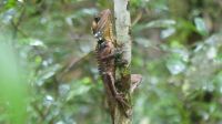 Boyd‘s Regenwald-Drache
