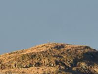 Wer sitzt denn da auf dieser Insel (ganz oben auf der Kuppe)? - ein Seeadler