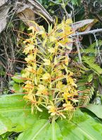 Tag 8 - Wilder Ingwer 