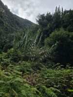 Wanderpfad Cubo de La Galga, La Palma