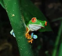 31 Rotaugenlaubfrosch Costa Rica