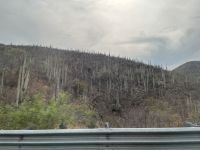 Stabkakteen, Sierra Madre del Sur