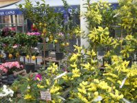 Blumenmarkt von Nizza mit Mimosen